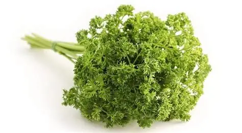PARSLEY