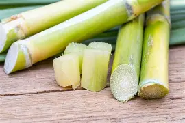 SUGARCANE